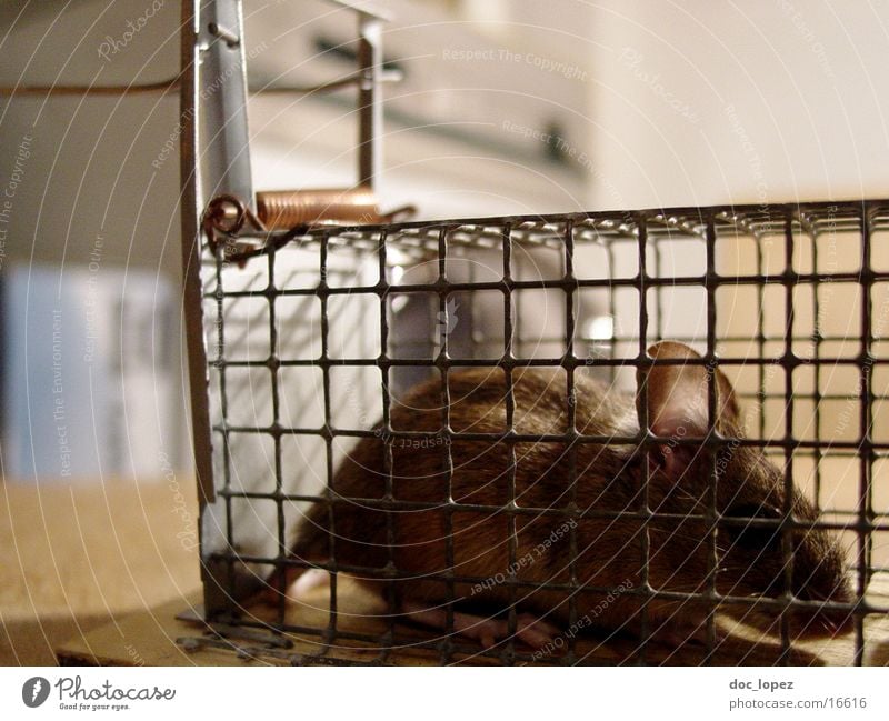 falling mouse Mouse trap Tails Captured Cage Brown Cute Ambush Detail Ear Pelt small furry creature
