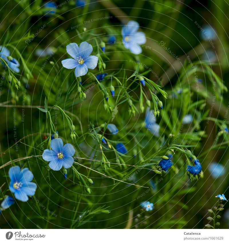 linen blossoms Nature Plant Summer Flower Leaf Blossom Agricultural crop Flax Blossoming Faded To dry up Growth Sustainability Blue Green Useful Healthy