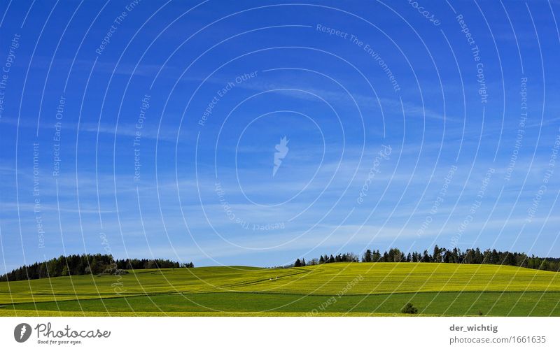 Rapeseed on a slope Cooking oil Agriculture Forestry Environment Nature Landscape Sky Horizon Sun Summer Beautiful weather Warmth Agricultural crop Field