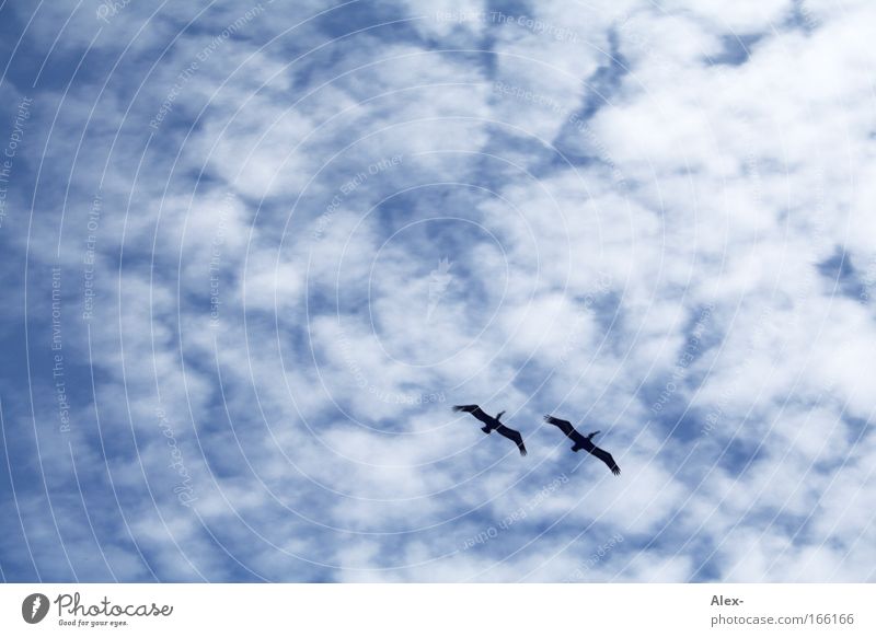 skyscrapers Colour photo Exterior shot Pattern Deserted Copy Space left Copy Space top Copy Space middle Day Contrast Silhouette Worm's-eye view Animal portrait