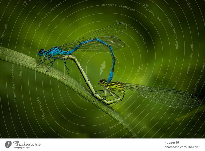 Mating wheel of the azure damselfly Nature Animal Wild animal Wing Dragonfly Damselfly 2 Sit Esthetic Authentic Blue Green Spring fever Love of animals Idyll