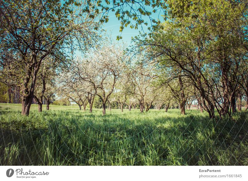 orchard meadow (shade) Environment Nature Plant Sky Spring Summer Climate Beautiful weather Tree Grass Leaf Blossom Foliage plant Agricultural crop Wild plant
