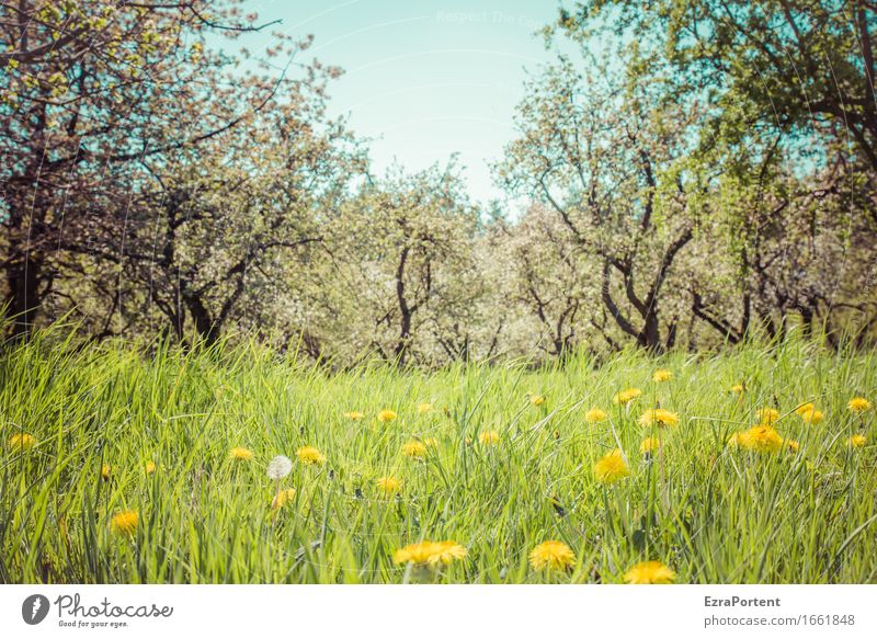 orchard meadow (sun) Nature Landscape Plant Sky Sun Spring Summer Tree Flower Grass Blossom Foliage plant Agricultural crop Wild plant Garden Meadow Natural