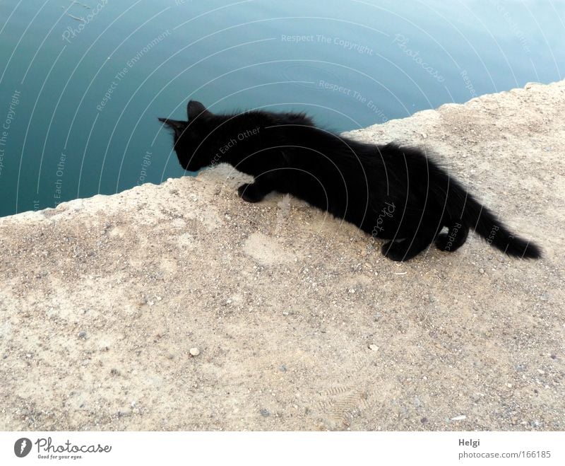 young black cat looks anxiously over the edge of a wall into the water Colour photo Exterior shot Deserted Copy Space top Copy Space bottom Day Contrast