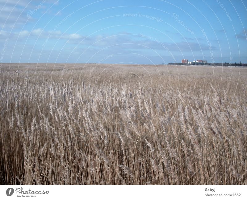 St Peter Order Coast Winter Common Reed Schleswig-Holstein Sky Cloud formation Blue Panorama (View) Europe North Sea Far-off places St. Peter-Ording sea