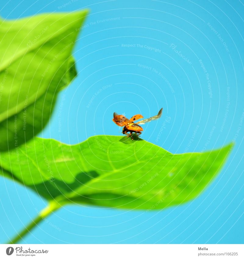 permission to start granted Nature Plant Animal Cloudless sky Spring Summer Leaf Foliage plant Wild animal Beetle Wing Ladybird 1 Good luck charm Flying Free