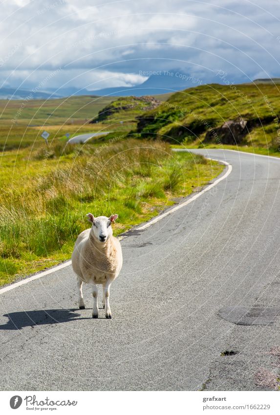 Single stock stands on street in Scotland Sheep Street Lanes & trails Travel photography Agriculture Livestock Farm animal Wool Animal Landscape Nature