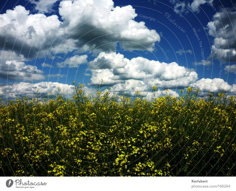 camenzind. peter. Hiking Gardening Environment Nature Landscape Sky Clouds Sunlight Spring Summer Beautiful weather Wind Plant Bushes Agricultural crop Field