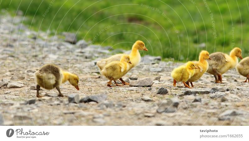 cute yellow goslings Beautiful Life Baby Friendship Nature Landscape Animal Spring Grass Bird Small Funny New Cute Yellow Green goose Chick Gosling Farm geese