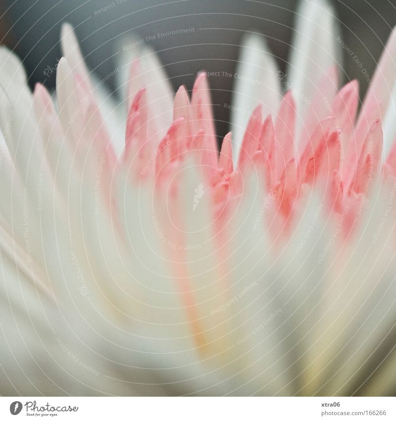 white-pink-white-grey Colour photo Detail Macro (Extreme close-up) Plant Blossom Esthetic Fragrance Pink White Flower Blossom leave Delicate Noble