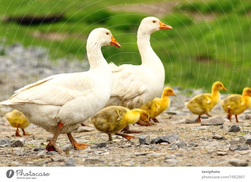 geese family Parenting Baby Family & Relations Adults Group Nature Landscape Animal Grass Meadow Bird Together Cute Brown Green White Colour wildlife fowl Beak