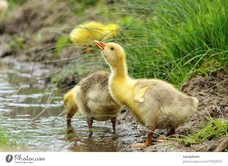 gosling near a pond Drinking Beautiful Baby Youth (Young adults) Group Environment Nature Animal Pond River Bird Observe Together Small Cute Yellow Gosling Farm