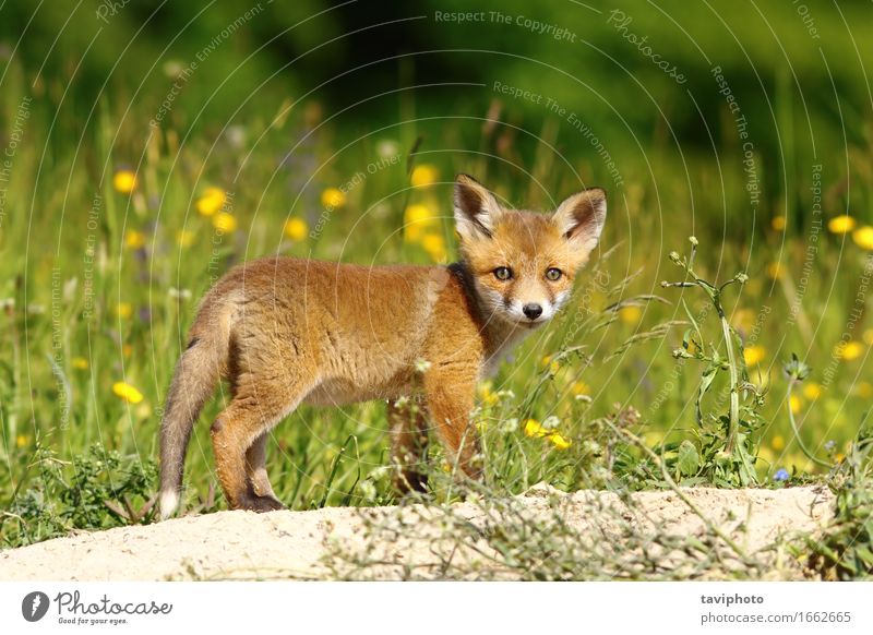 little fox near the den Face Baby Nature Animal Grass Forest Fur coat Dog Baby animal Small Natural Curiosity Cute Wild Brown Green Red Fox wildlife vulpes