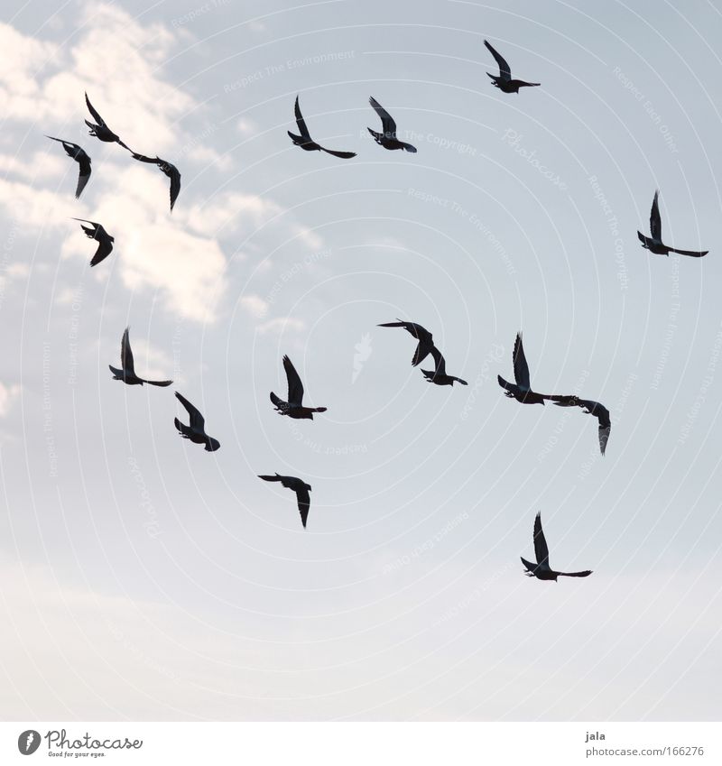 group dynamics Colour photo Subdued colour Aerial photograph Deserted Twilight Silhouette Animal portrait Sky Bird Group of animals Flying Pigeon