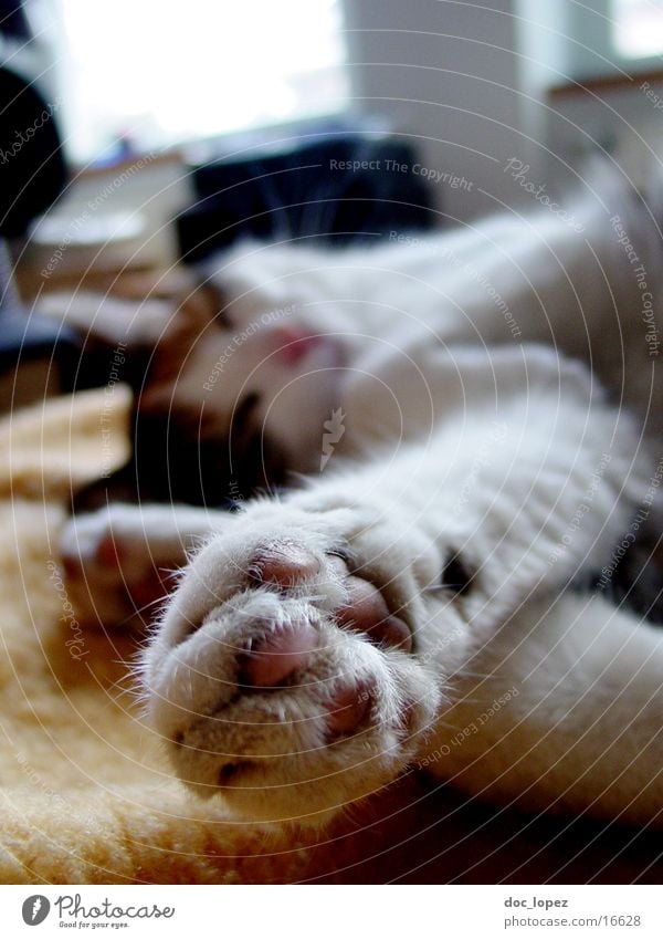 Felidae Cat Paw Depth of field Animal Sleep Cozy Pet Domestic cat Claw Traffic infrastructure Relaxation Blur