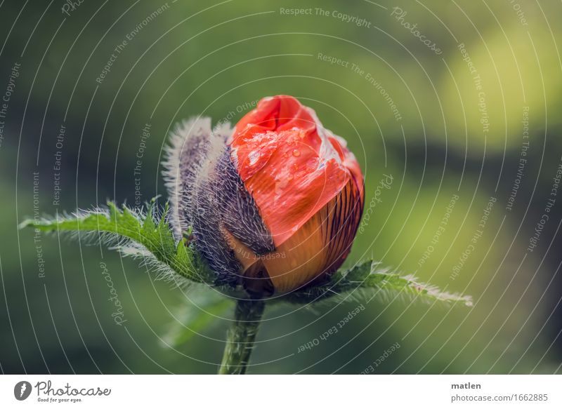 unfolding Plant Drops of water Spring Blossoming Fresh Wet Green Red Poppy Deploy Break open Leaf green Colour photo Exterior shot Close-up Deserted