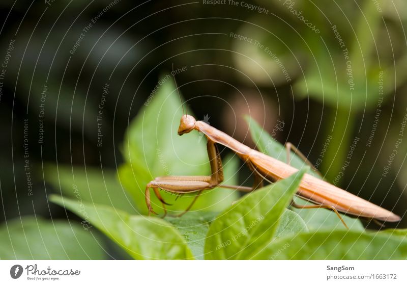 Mantis III Vacation & Travel Nature Animal Spring Summer Beautiful weather Plant Leaf Foliage plant Garden Park Wild animal Praying mantis 1 Observe Crouch