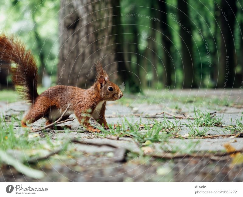 auf´m Jump Plant Tree Park Animal Wild animal Squirrel 1 Cuddly Small Curiosity Brown Nature Colour photo Exterior shot Deserted Copy Space top
