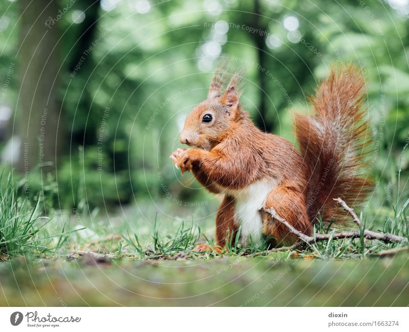 Sit down! Environment Nature Plant Animal Tree Grass Park Forest Wild animal Squirrel Rodent 1 Cuddly Small Natural Curiosity Cute Colour photo Exterior shot