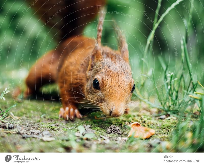 stay hungry! Grass Animal Wild animal Squirrel 1 Cuddly Natural Curiosity Cute Nature Colour photo Exterior shot Close-up Deserted Copy Space right