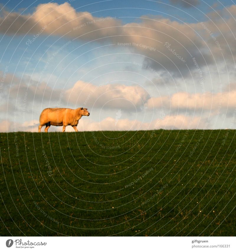 square sheep Colour photo Exterior shot Copy Space right Copy Space bottom Day Full-length Vacation & Travel Trip Environment Nature Landscape Sky Clouds Spring