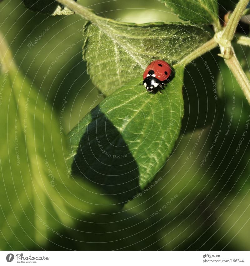 coccinella septempunctata Colour photo Exterior shot Close-up Deserted Copy Space bottom Day Shadow Environment Nature Plant Animal Spring Summer Leaf Beetle