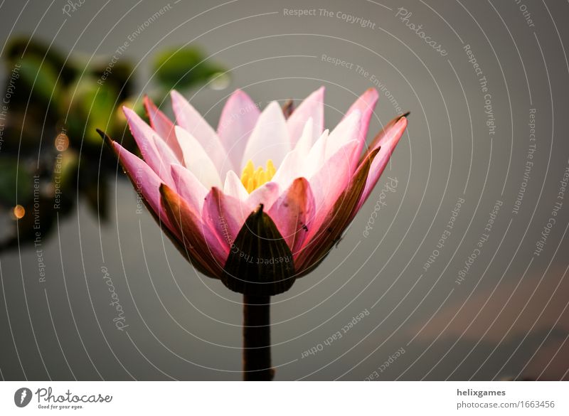 Lotus Flower - Water Lily Plant Blossom Pond Pink Backwaters Kerala India Blossom leave south india Water lily Colour photo Exterior shot Deserted Morning