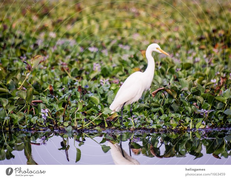Egret Island Nature Animal Climate Forest Virgin forest Bog Marsh Pond Lake Places Bird Wild Backwaters Kerala animals Asia Beauty Photography India sunny