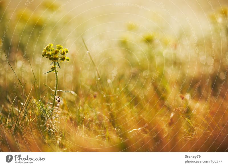 Meadow in the morning light Colour photo Exterior shot Close-up Detail Deserted Copy Space right Copy Space top Morning Light Sunlight Back-light