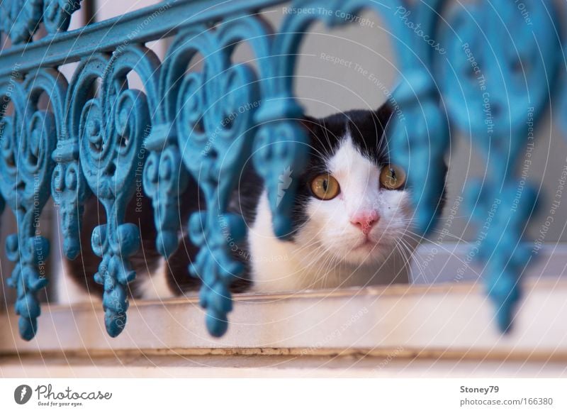 Fear & Curiosity Colour photo Exterior shot Detail Deserted Day Shadow Shallow depth of field Animal portrait Front view Looking Looking into the camera Forward