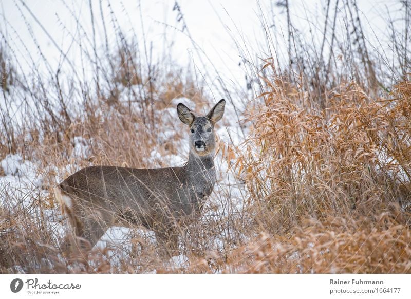 a deer in wintery Brandenburg Environment Nature Winter Snow Meadow Field Animal "Deer Ricke" Love of animals Colour photo Exterior shot