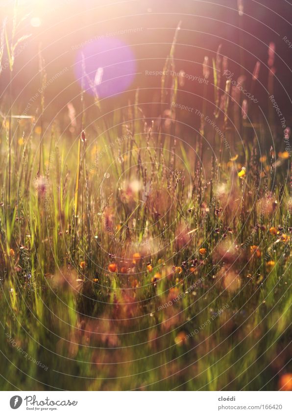 evening meadow Colour photo Multicoloured Exterior shot Deserted Copy Space top Evening Twilight Light Light (Natural Phenomenon) Sunlight Sunbeam Sunrise