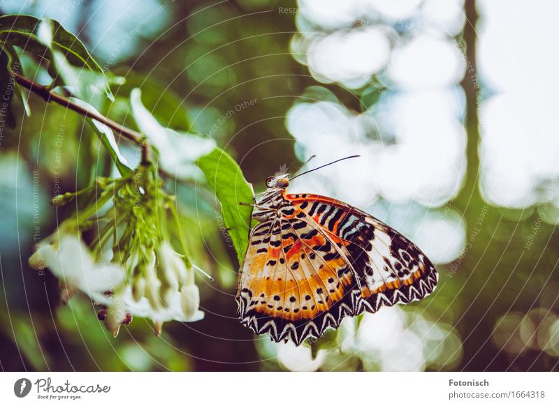 butterfly Nature Virgin forest Butterfly 1 Animal Sit Feeler Eyes Trunk Wing Orange Spotted Colour photo Exterior shot Close-up Copy Space top Light Full-length