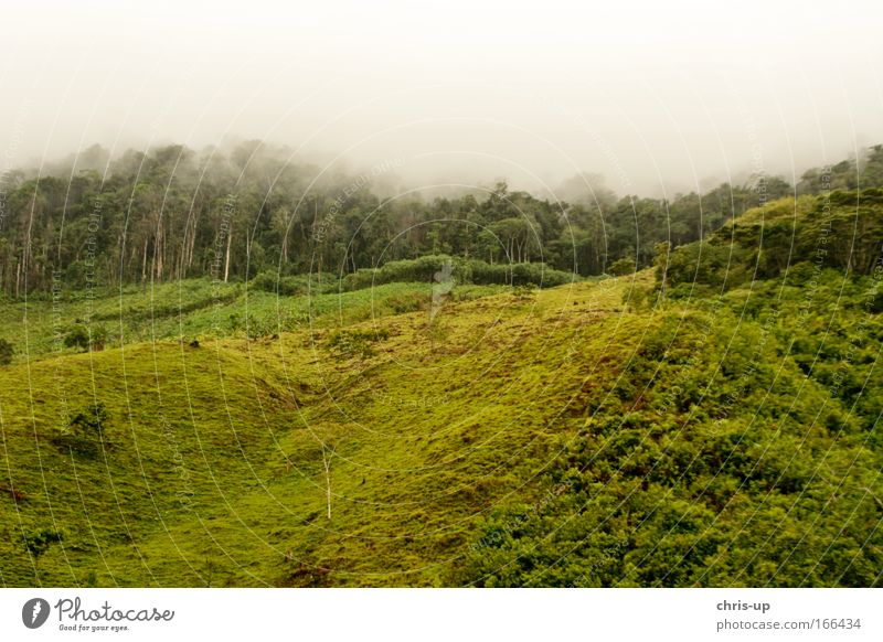 Rainforest deforestation Colour photo Exterior shot Deserted Copy Space top Copy Space bottom Morning Day Long shot Panorama (View) Environment Nature Plant