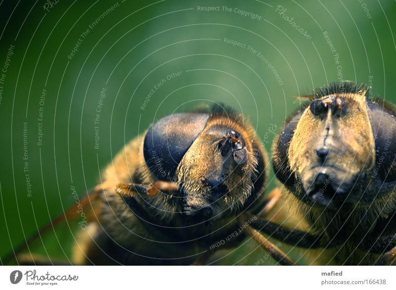 Let's talk about sex Colour photo Macro (Extreme close-up) Copy Space left Copy Space top Shallow depth of field Animal portrait Front view Wild animal Fly