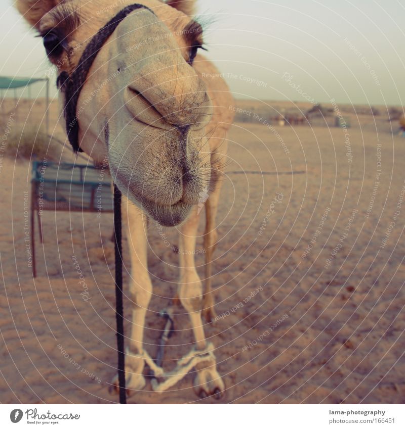 Tach also! Colour photo Exterior shot Lomography Holga Copy Space right Evening Twilight Wide angle Animal portrait Looking Looking into the camera Zoo Sand