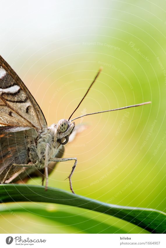 Butterfly sits on a leaf Plant Animal Leaf 1 Brown Green White Colour photo Exterior shot Copy Space top Shallow depth of field Animal portrait Half-profile