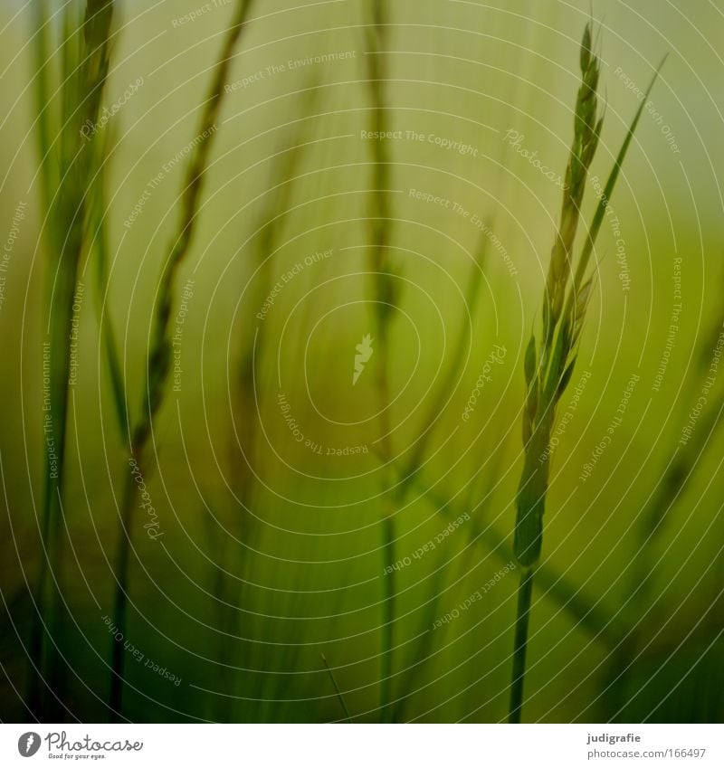 grass Colour photo Exterior shot Close-up Day Harmonious Calm Summer Environment Nature Plant Grass Meadow Growth Yellow Green Idyll Uniqueness Pollen Seed