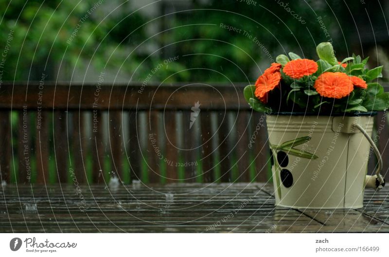 spring rain Colour photo Exterior shot Deserted Copy Space bottom Day Motion blur Central perspective Flat (apartment) House (Residential Structure) Garden