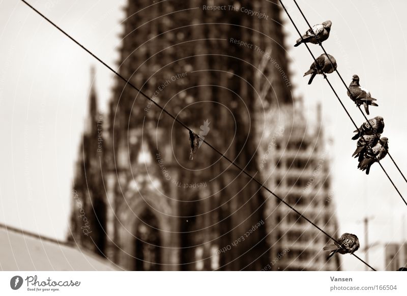 landmarks Black & white photo Exterior shot Deserted Day Deep depth of field Cologne Cathedral Dome Manmade structures Building Architecture Tourist Attraction