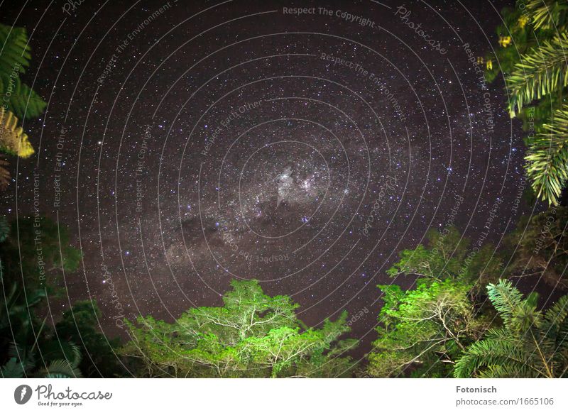 Milky Way between Trees Environment Nature Sky Night sky Stars Palm tree Virgin forest Horizon Vacation & Travel Milky way Starry sky Starlit Canopy of stars