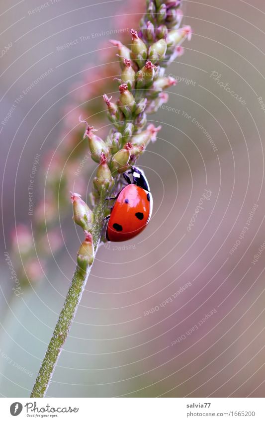 upward trend Environment Nature Plant Animal Spring Blossom Meadow Beetle Ladybird Seven-spot ladybird Insect 1 Crawl Cute Above Positive Brown Green Orange