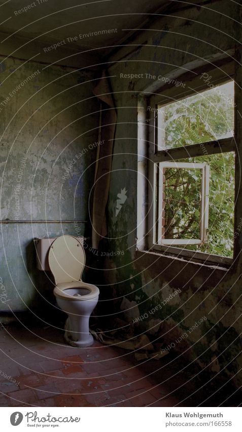 Morbid mood. A toilet bowl stands in a dilapidated house. Wallpaper and paint come off the wall and through an open window you can see a shrub Toilet Window