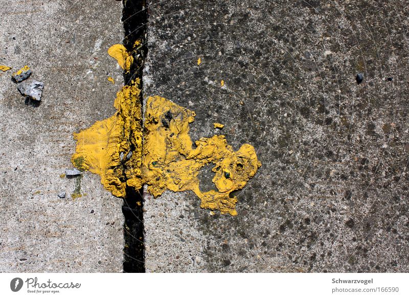 Asphalt Monster (The Yellow) Colour photo Exterior shot Deserted Copy Space right Bird's-eye view Animal portrait Wild animal Animal face Stone Concrete Flying