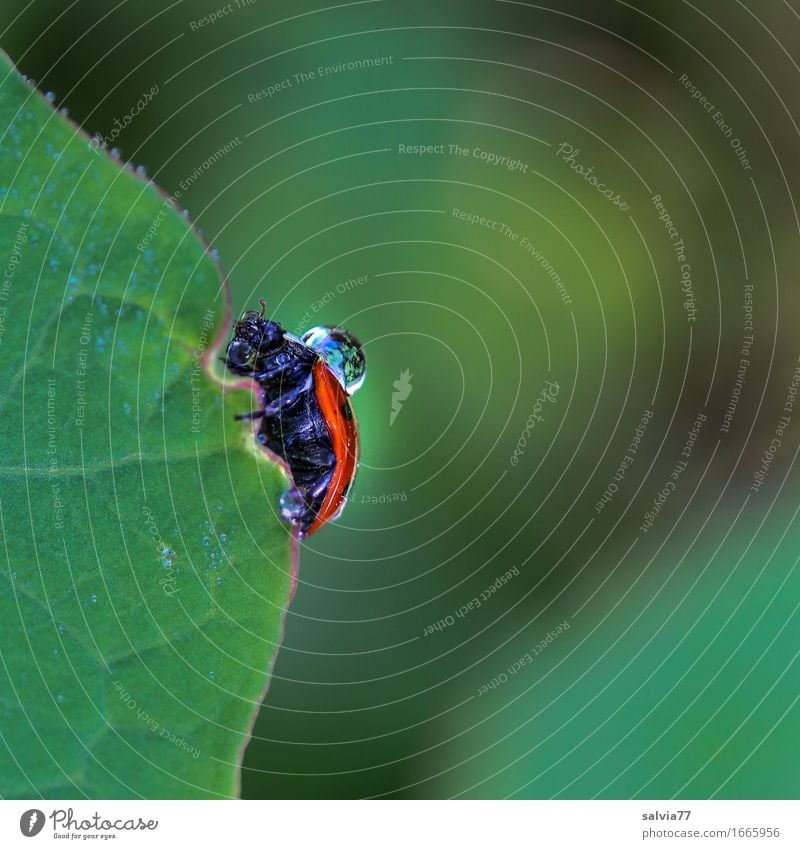 dripping wet Nature Water Drops of water Bad weather Rain Plant Leaf Beetle Ladybird Insect Crawl Wet Green Orange Frustration Lanes & trails Dew Colour photo