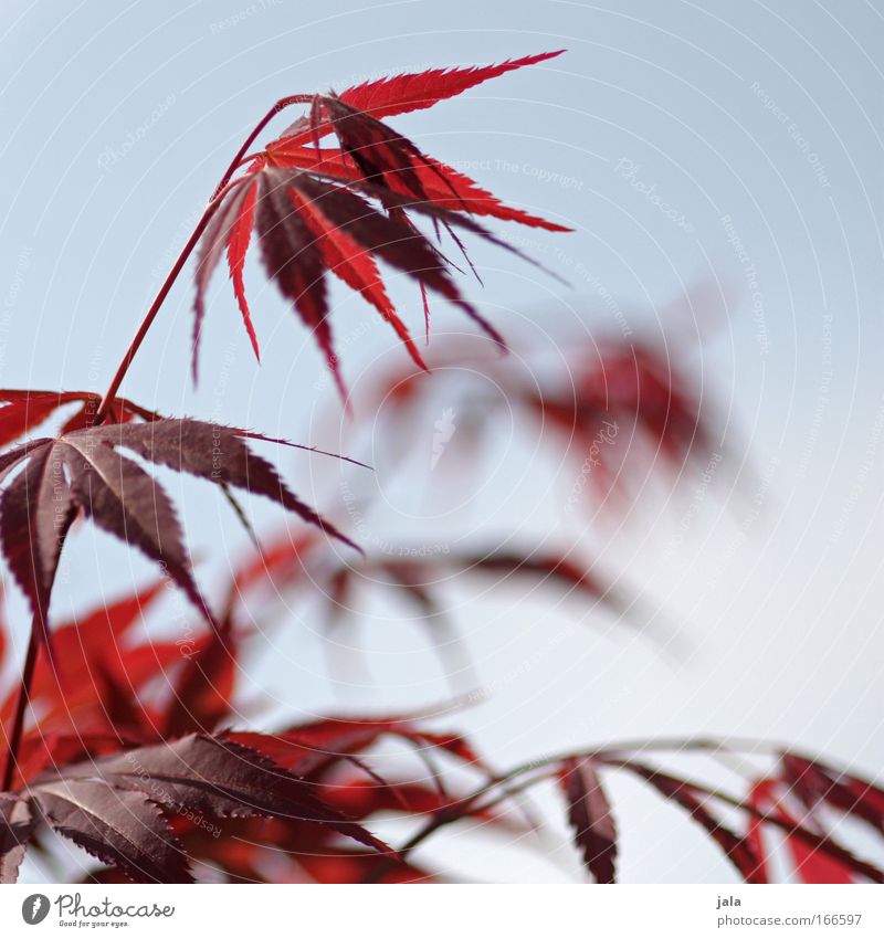 Japanese Maple Tree III Colour photo Exterior shot Day Shallow depth of field Plant Sky Bushes Leaf Twigs and branches Maple tree Maple leaf Blue Red