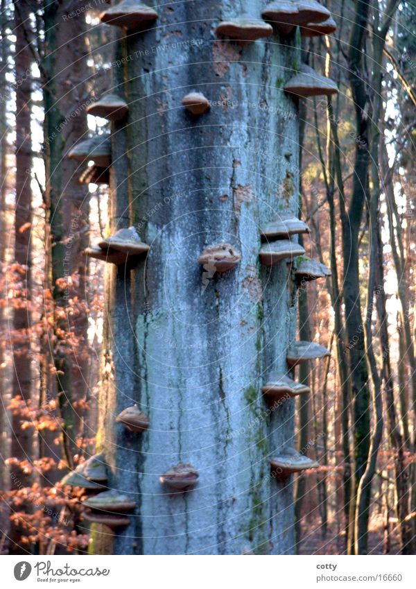 Tree mushrooms 2 Forest Tree fungus Tree trunk