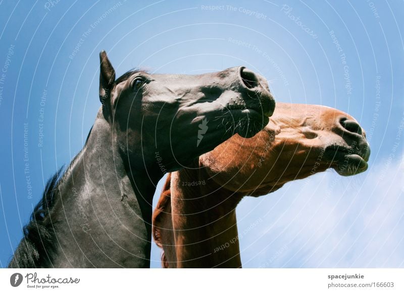 Looking to the future together Colour photo Exterior shot Ride Animal Horse Animal face 2 Pair of animals Observe Touch Dream Elegant Glittering Happy Infinity