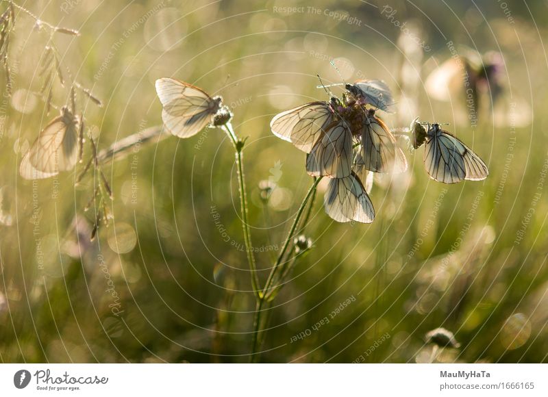 Aporia crataegi Nature Plant Climate Flower Grass Garden Park Field Forest Animal Wild animal Butterfly Group of animals Happiness Euphoria Optimism