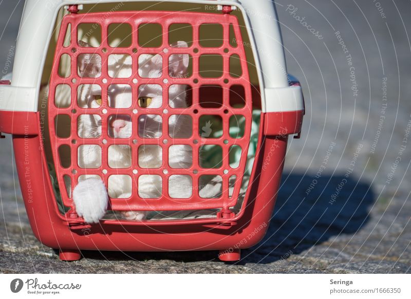 cage posture Animal Pet Cat Animal face 1 Catch Sadness Cage Cat's head Cat's paw Cat eyes Colour photo Multicoloured Exterior shot Detail Copy Space left
